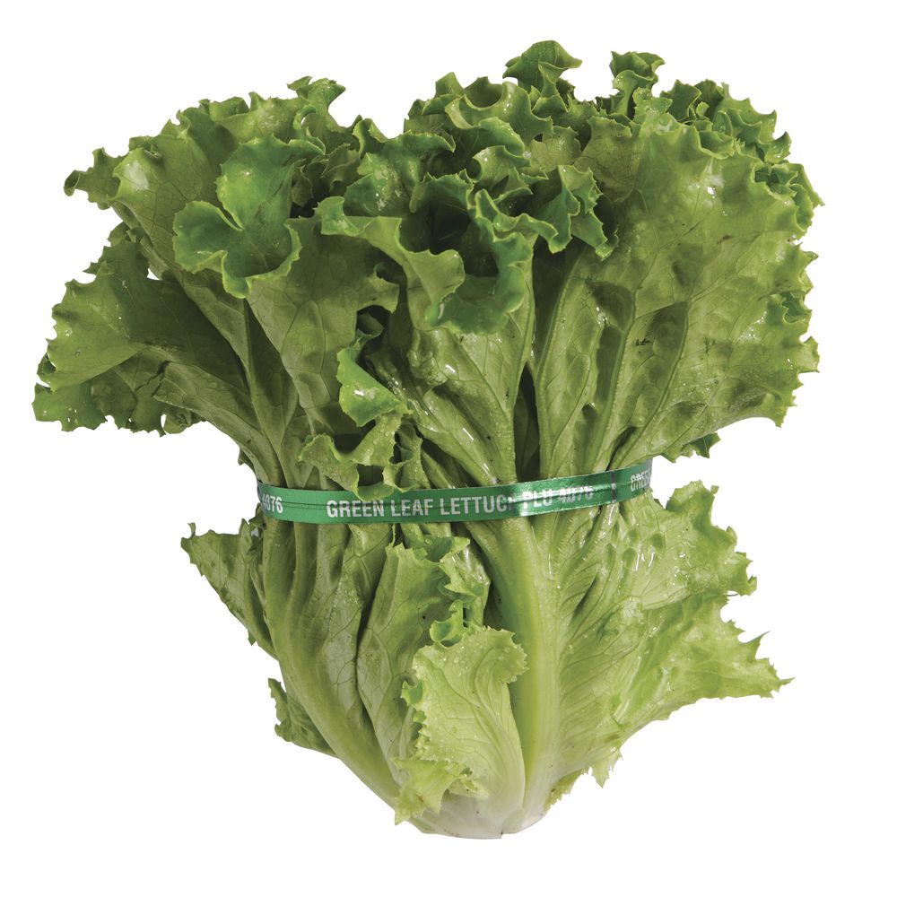 Package Containers Green Foil Produce Tie Imprinted "Green Leaf Lettuce