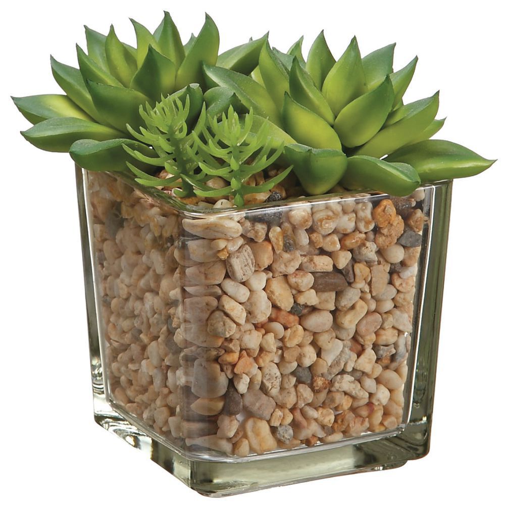 Two-Toned Green Plastic Succulents in Glass Vases - 3