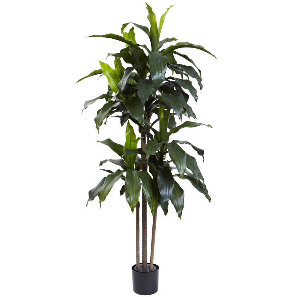 calathea rufibarba braune blätter Calathea Rufibarba - ↕55cm