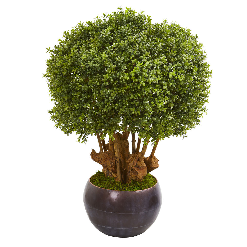 Boxwood Topiary