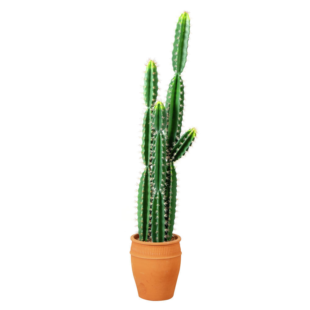 dracaena fragrans lemon surprise Natural plants - Dracaena Lemon Surprise main image 0