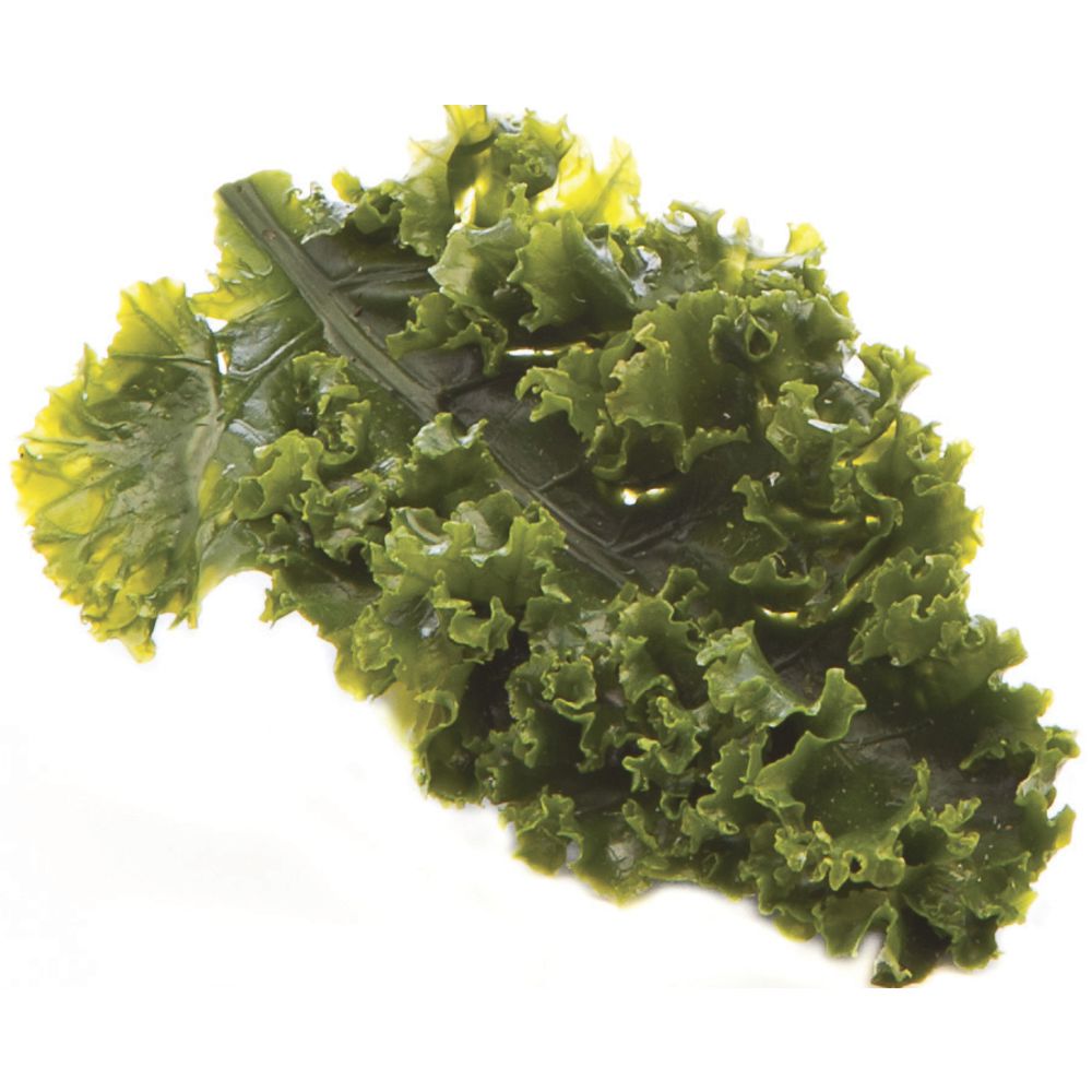 Fake Kale is a 6 Inch Green Leaf